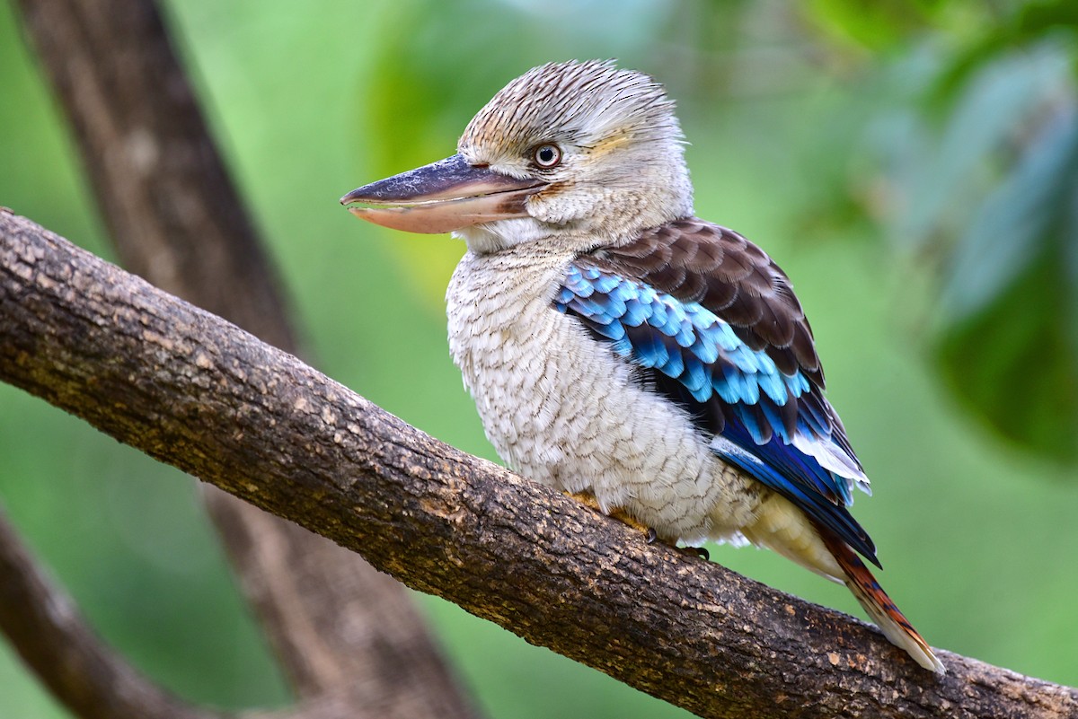 Blue-winged Kookaburra - Peter Lewis