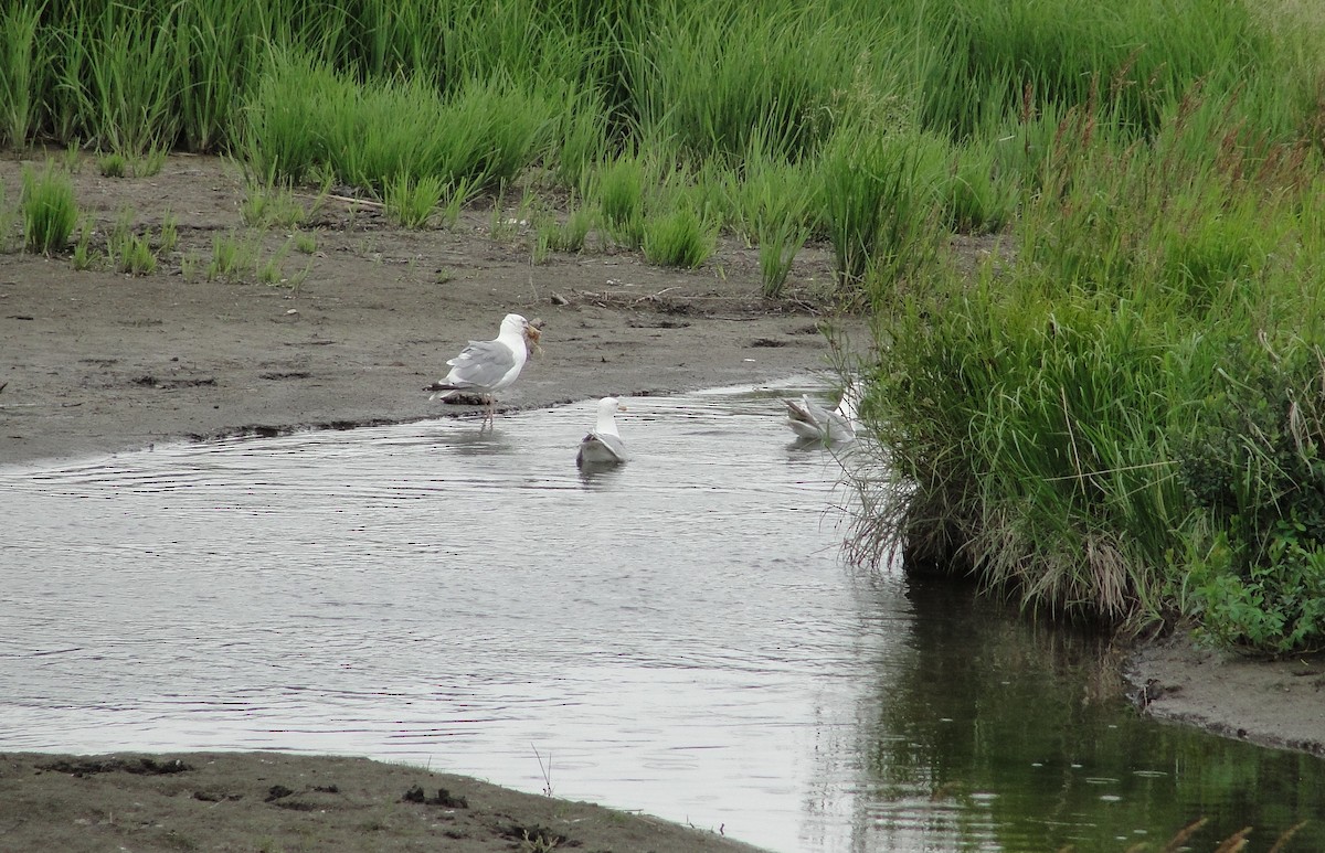 Herring Gull - ML111103941