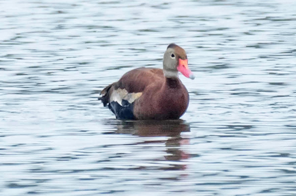 Black-bellied Whistling-Duck - ML111105091