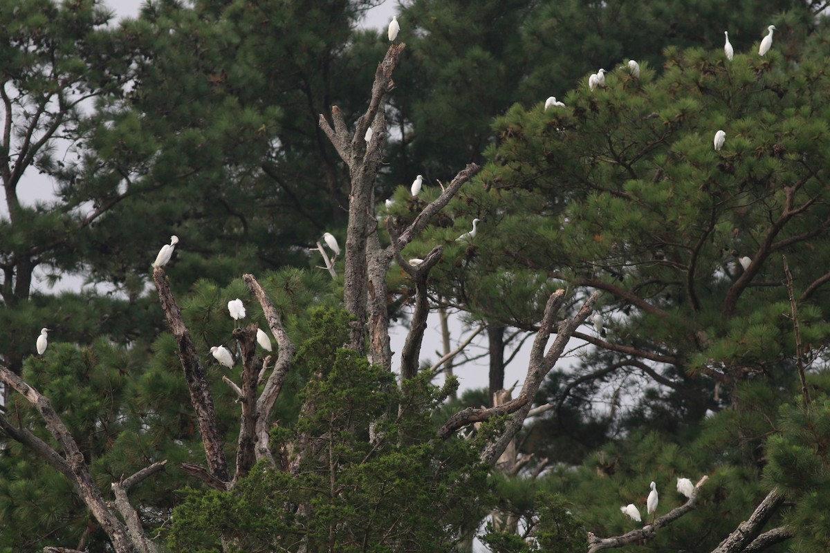 Snowy Egret - ML111106521