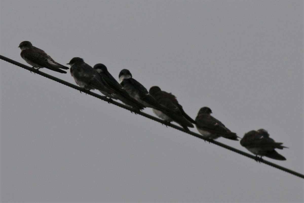 Tree Swallow - ML111106711
