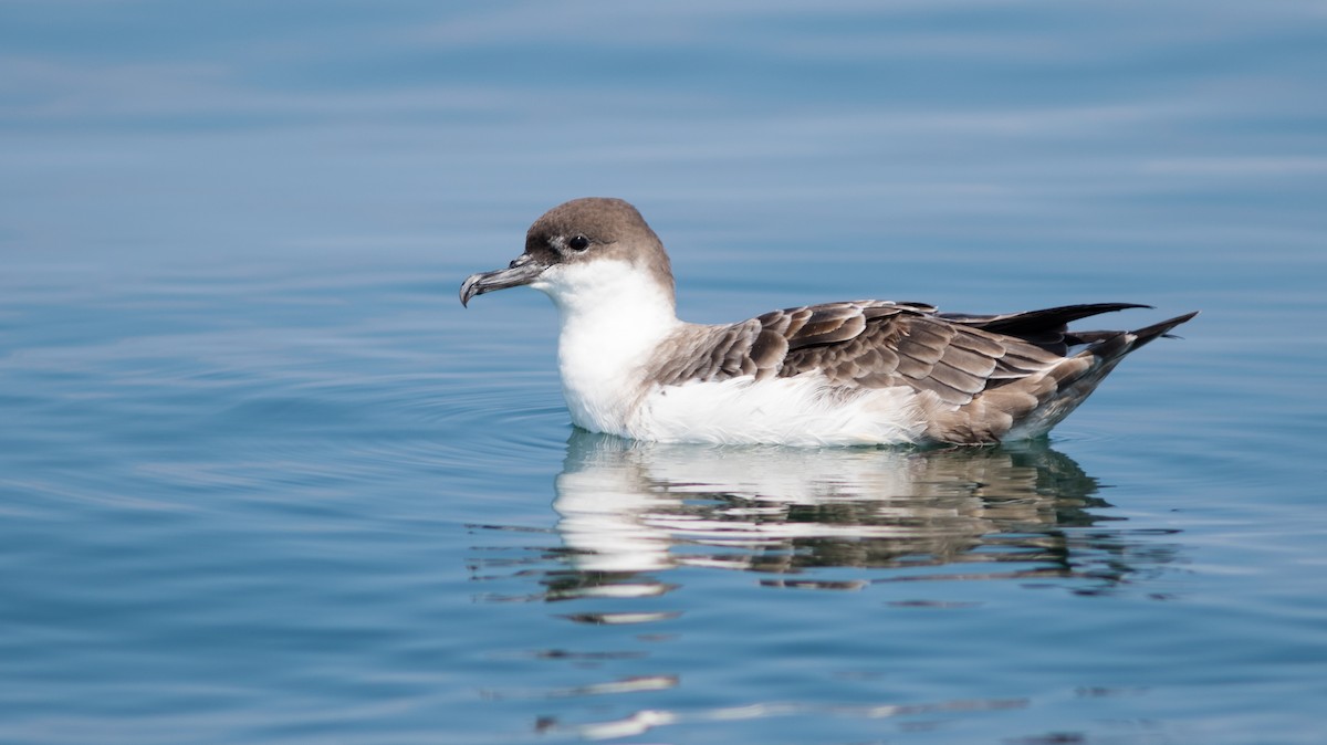 Great Shearwater - ML111111201