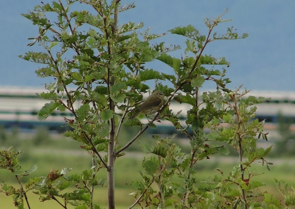 Orange-crowned Warbler - ML111111651