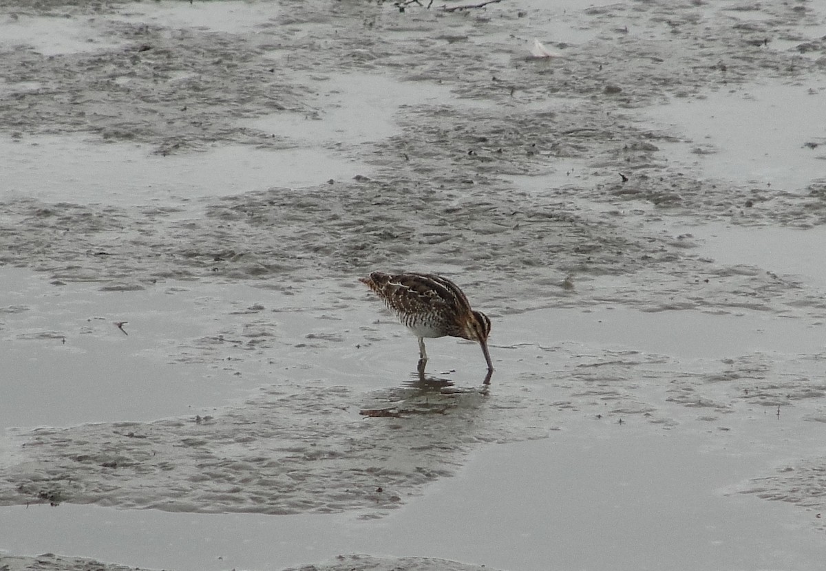 Wilson's Snipe - ML111111711