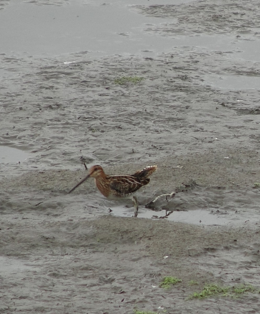 Wilson's Snipe - ML111111721