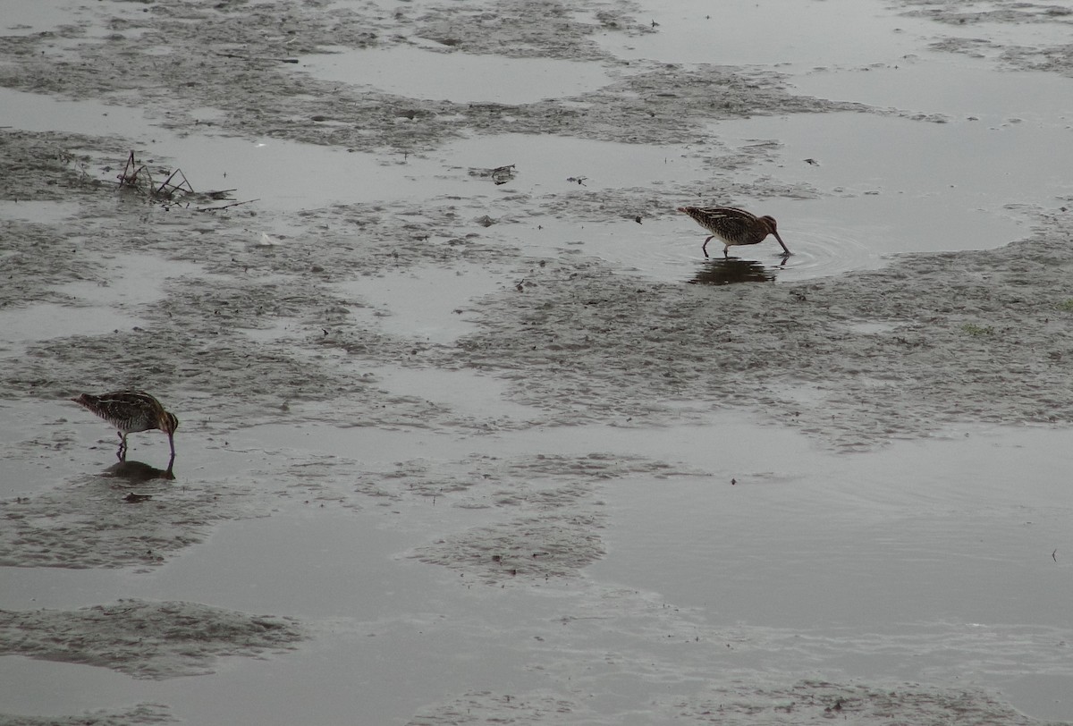 Wilson's Snipe - ML111111731