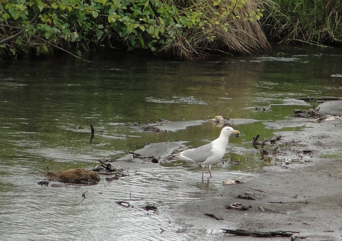 Herring Gull - ML111111911