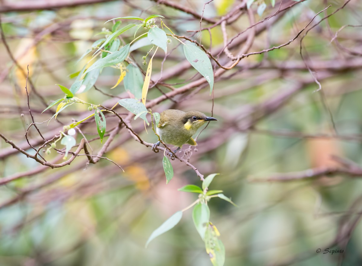 Elegant Honeyeater - Shailesh Pinto