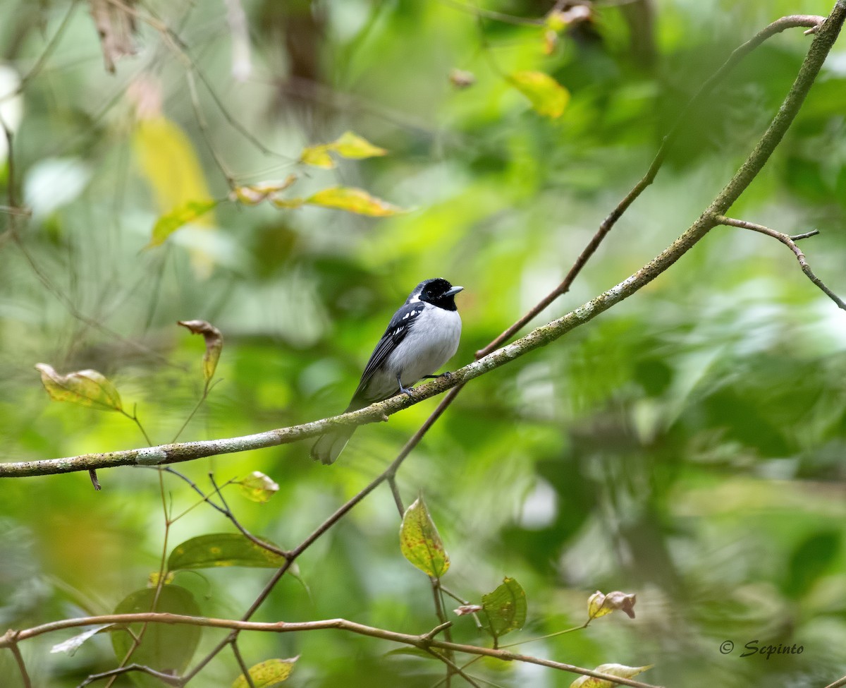 Spot-winged Monarch - Shailesh Pinto