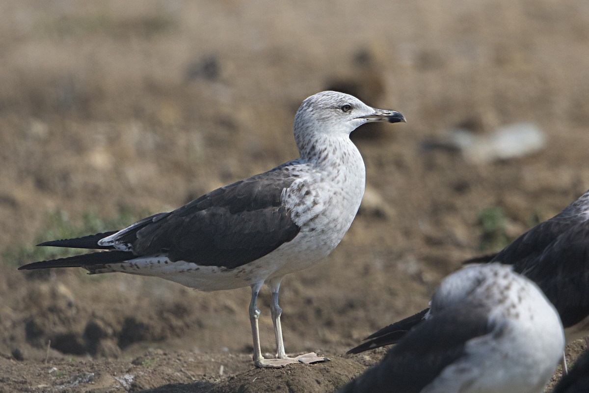 Lesser Black-backed Gull (fuscus) - Bradley Hacker 🦜