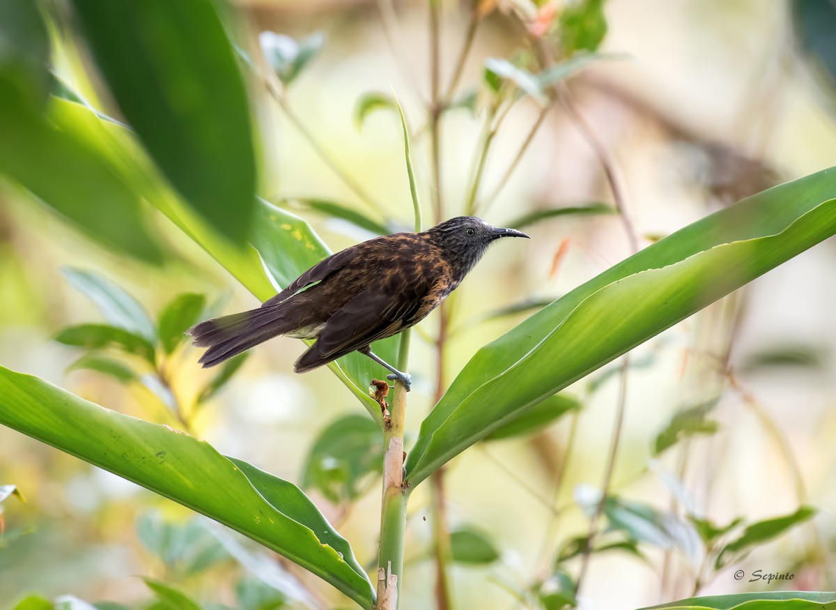 Rufous-backed Honeyeater - Shailesh Pinto