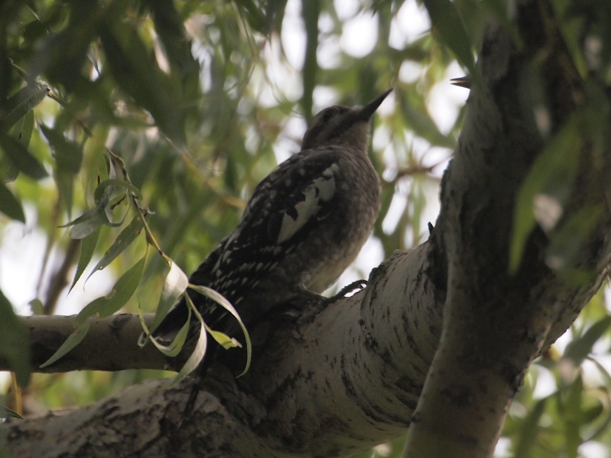 Yellow-bellied Sapsucker - ML111115991