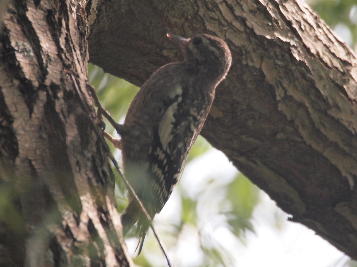 Yellow-bellied Sapsucker - ML111116031