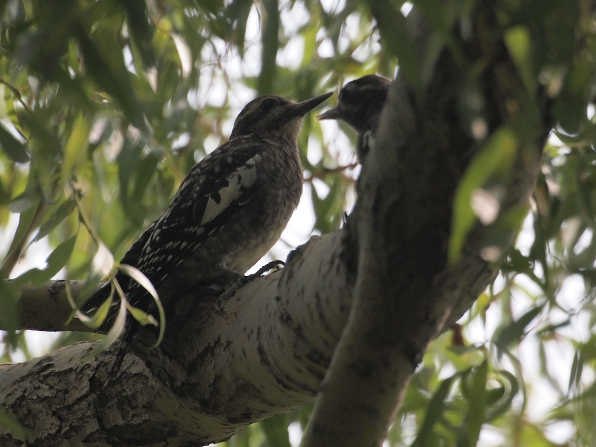 Yellow-bellied Sapsucker - ML111116051
