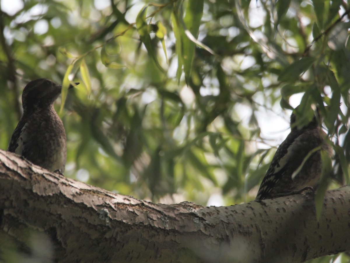 Yellow-bellied Sapsucker - ML111116061