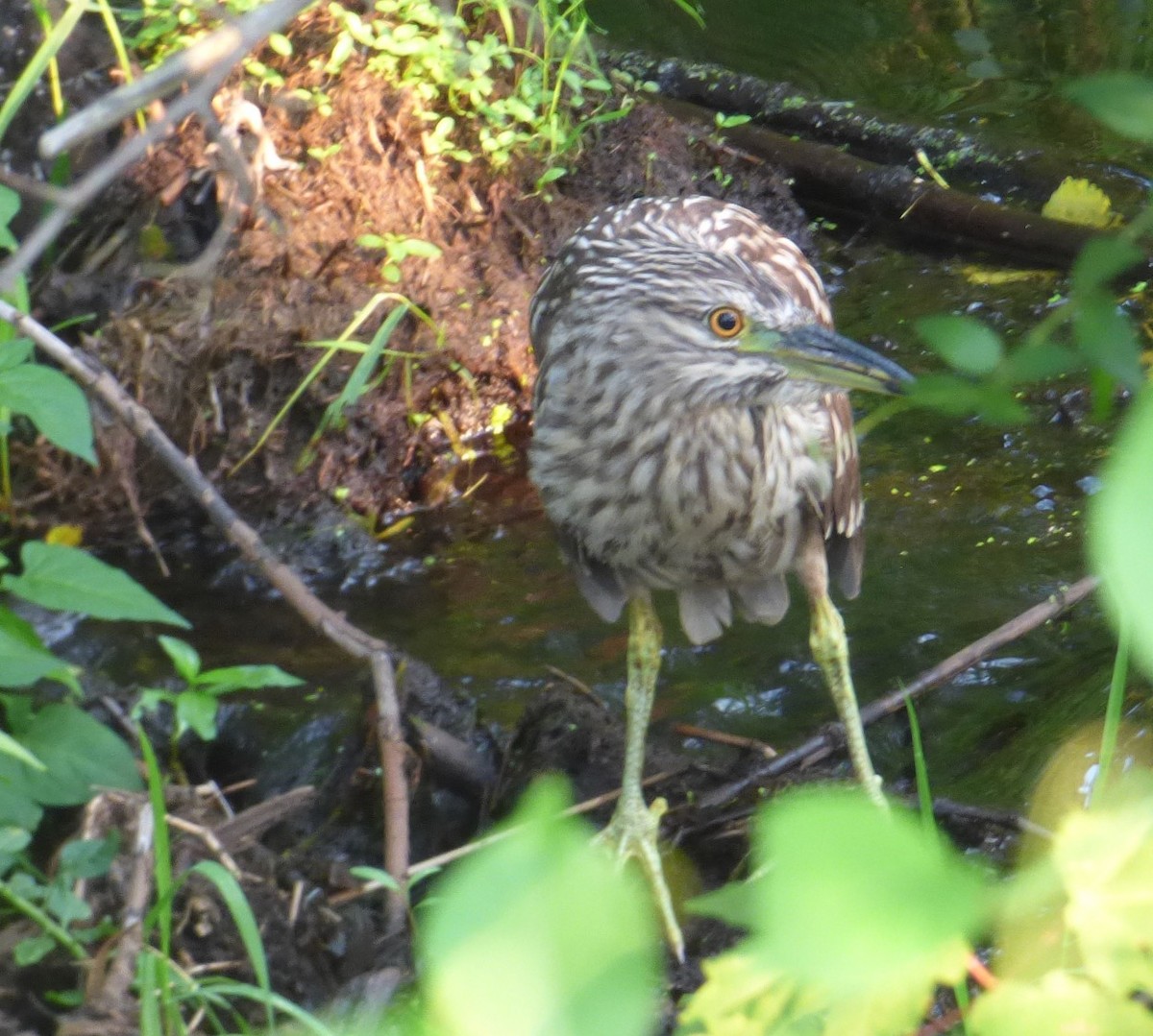 Black-crowned Night Heron - ML111117041