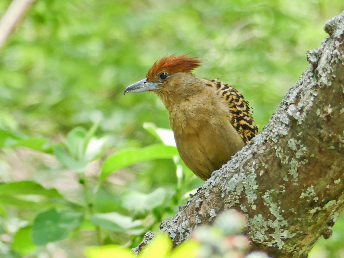 Giant Antshrike - ML111117641