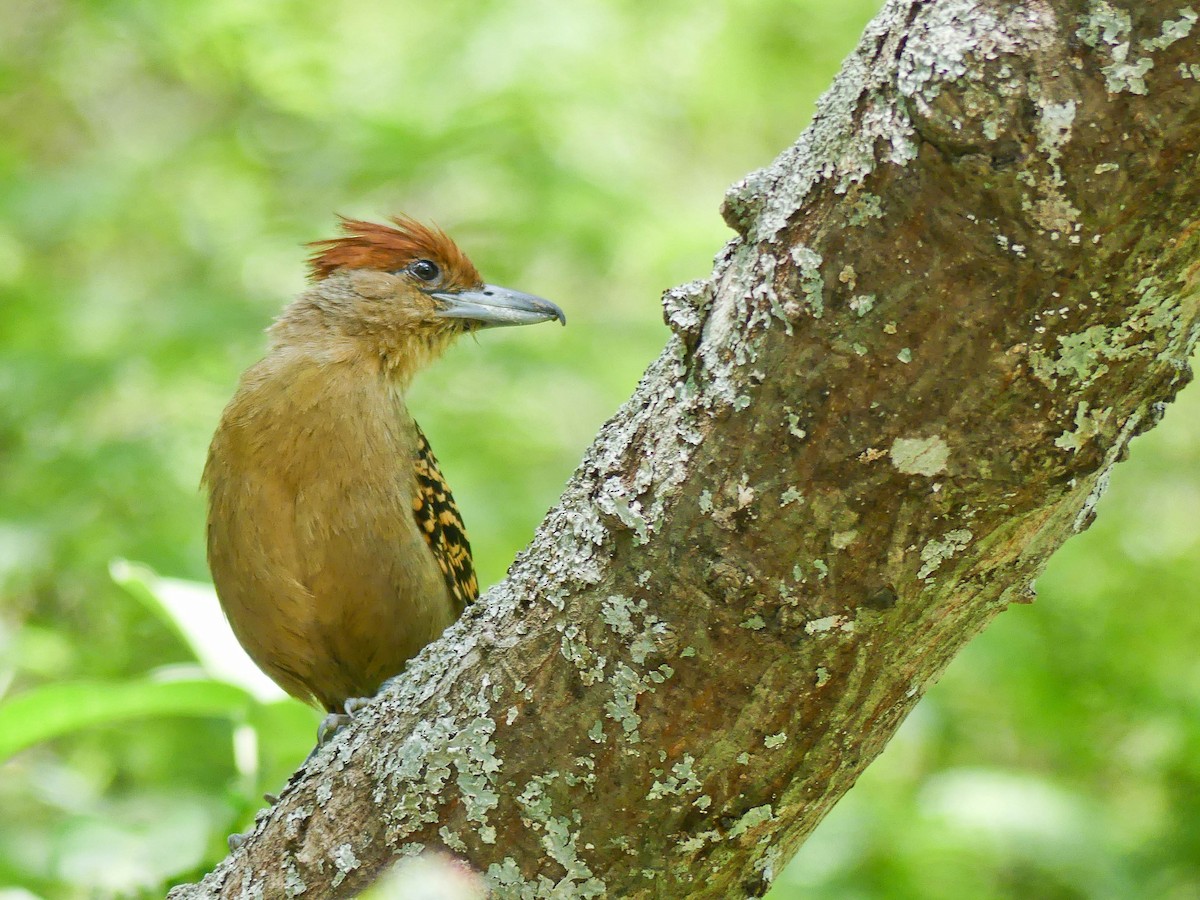 Giant Antshrike - ML111117651