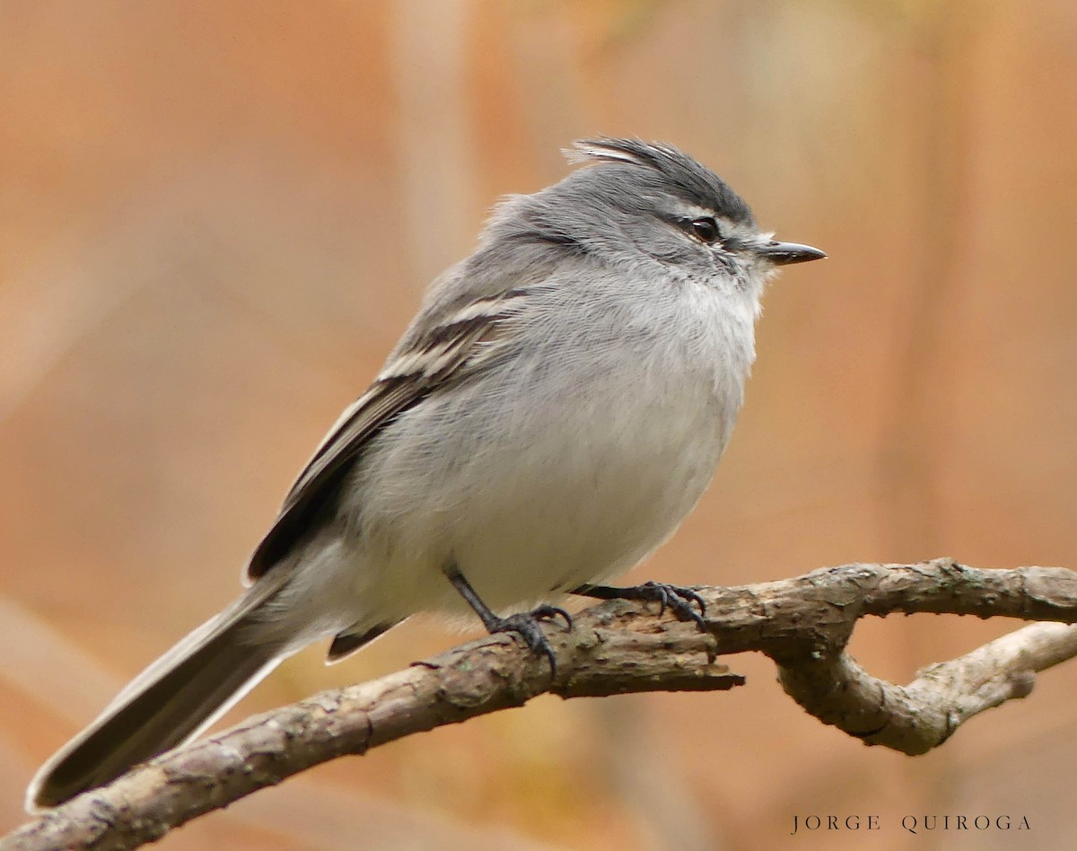 White-crested Tyrannulet (White-bellied) - ML111118041