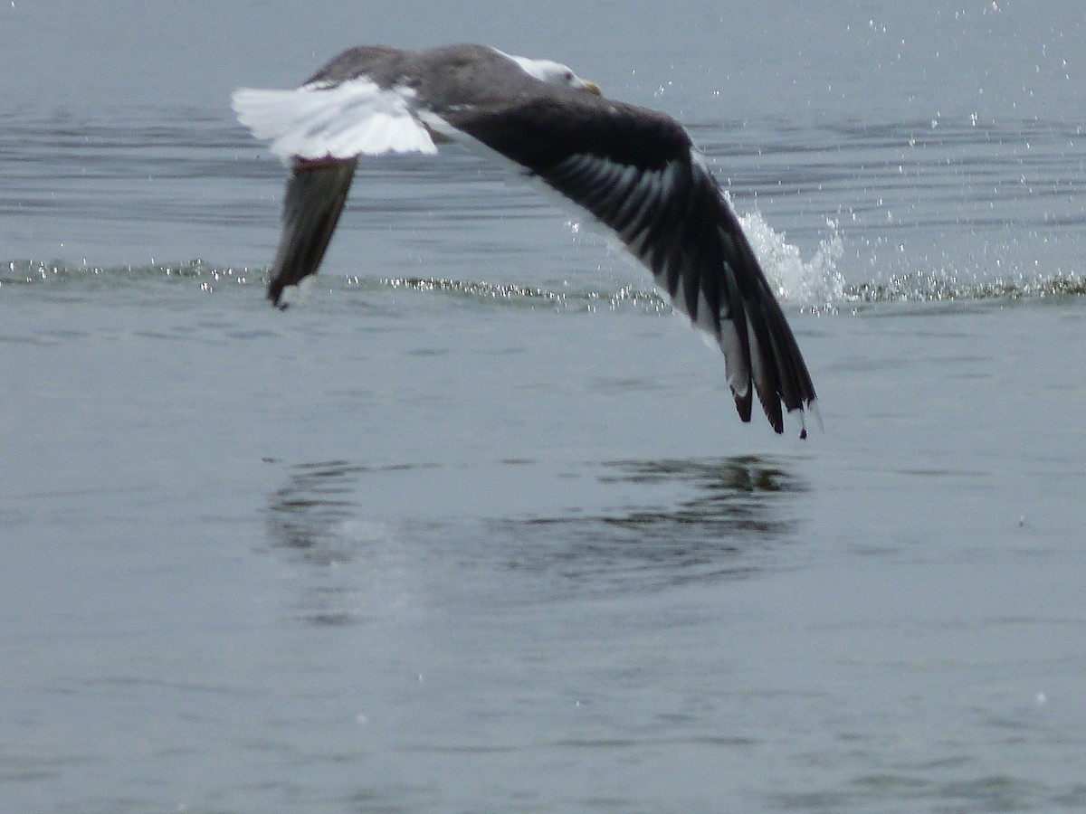 Great Black-backed Gull - ML111118471