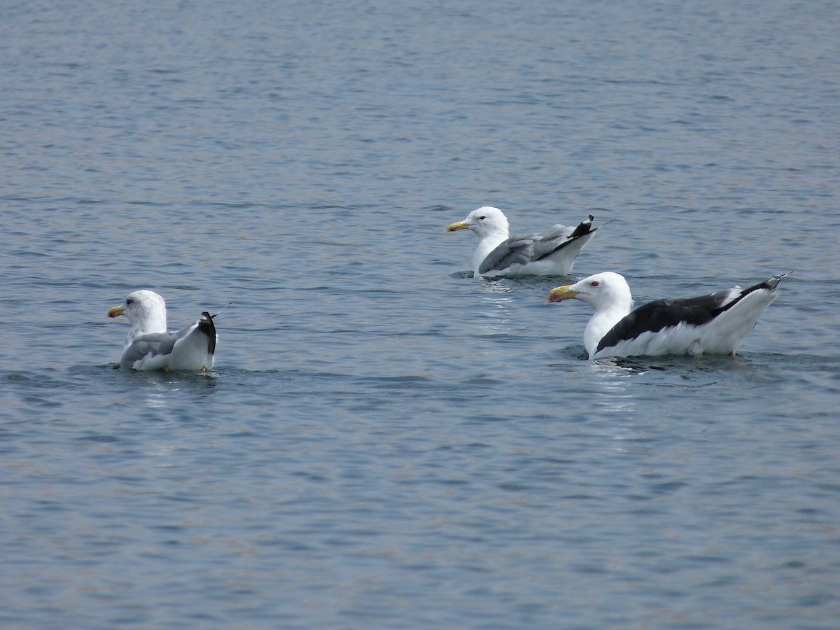 Great Black-backed Gull - ML111118631