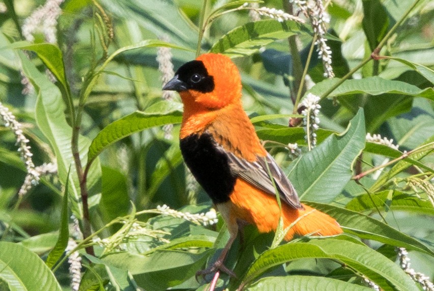 Northern Red Bishop - ML111120251