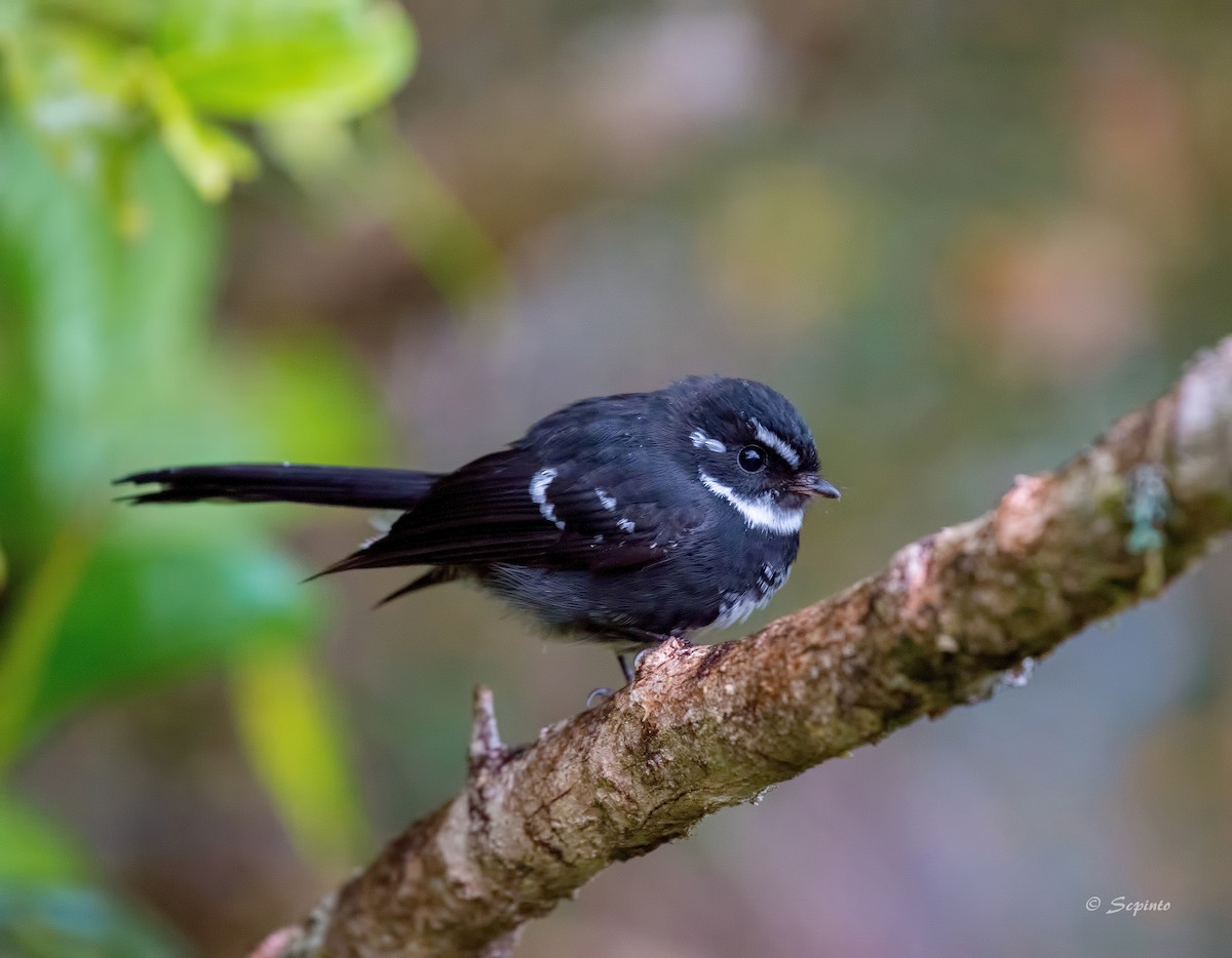 Friendly Fantail - Shailesh Pinto