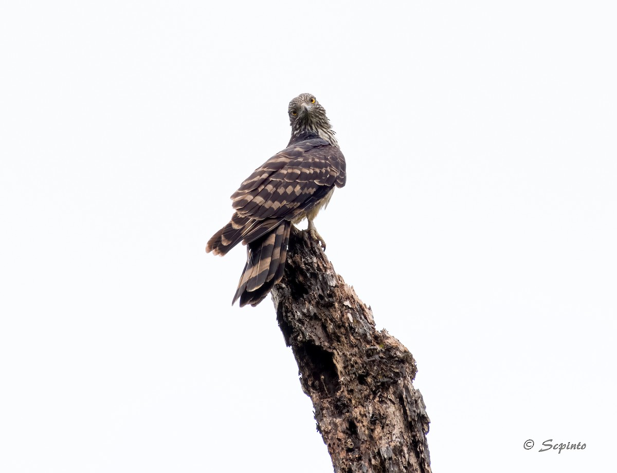 Long-tailed Honey-buzzard - Shailesh Pinto