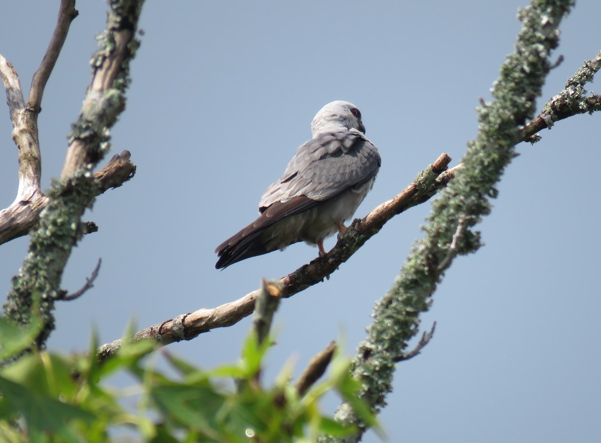 Mississippi Kite - ML111121711