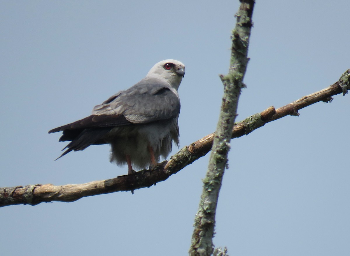 Mississippi Kite - ML111121731