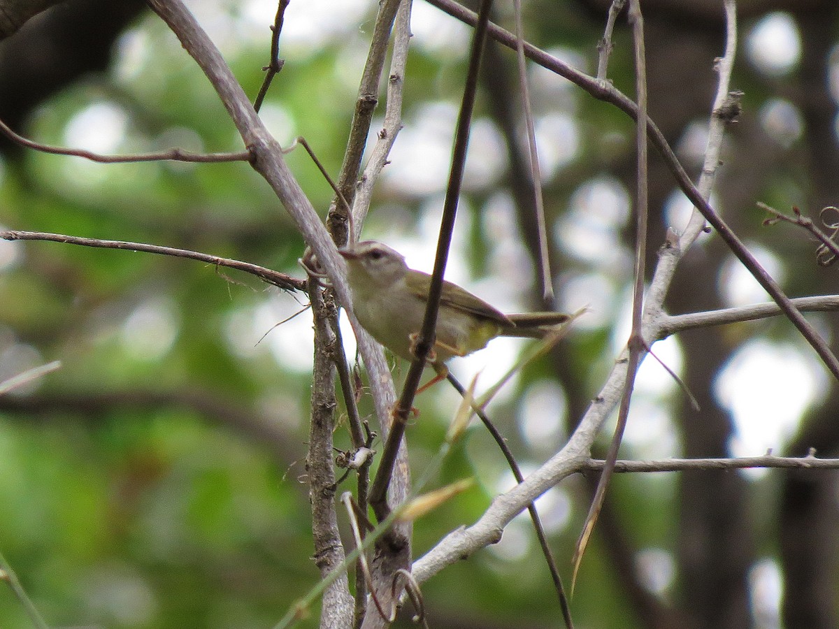 gyllenkroneparula (hypoleucus) (hvitbukparula) - ML111122331