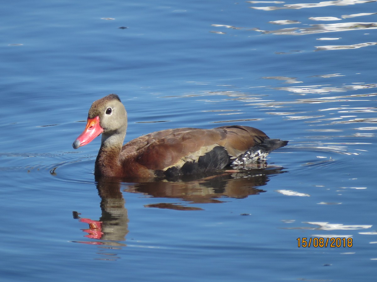 Black-bellied Whistling-Duck - ML111122521