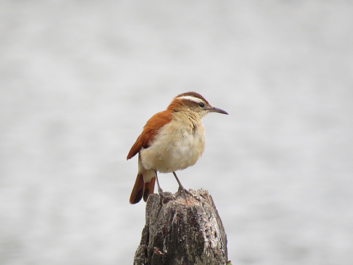 Fournier bridé - ML111122581