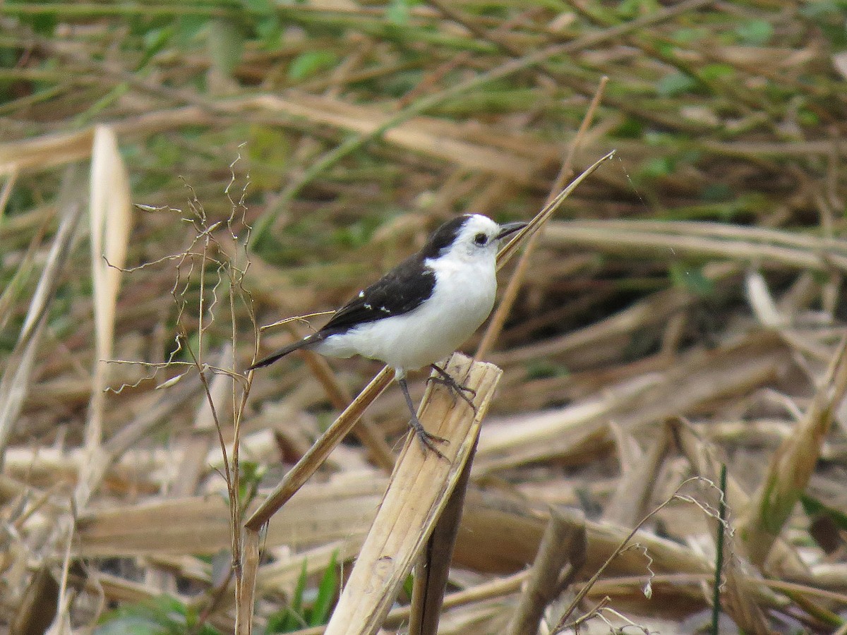 Moucherolle à dos noir - ML111122631