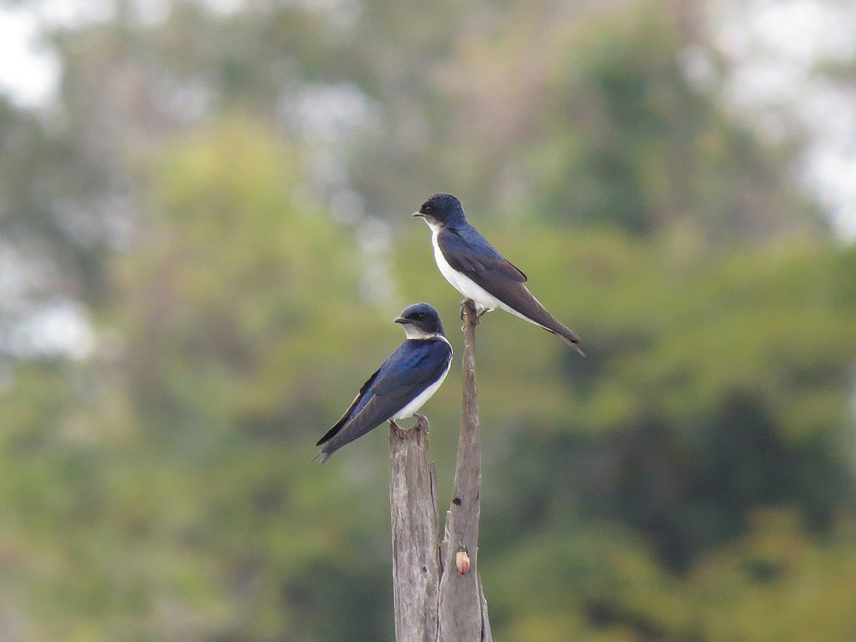 Hirondelle chalybée - ML111122661
