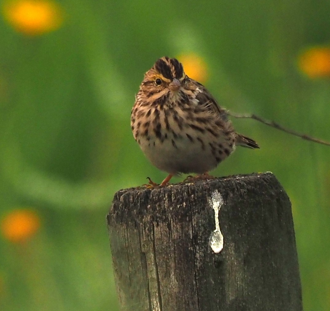 Savannah Sparrow - ML111122911