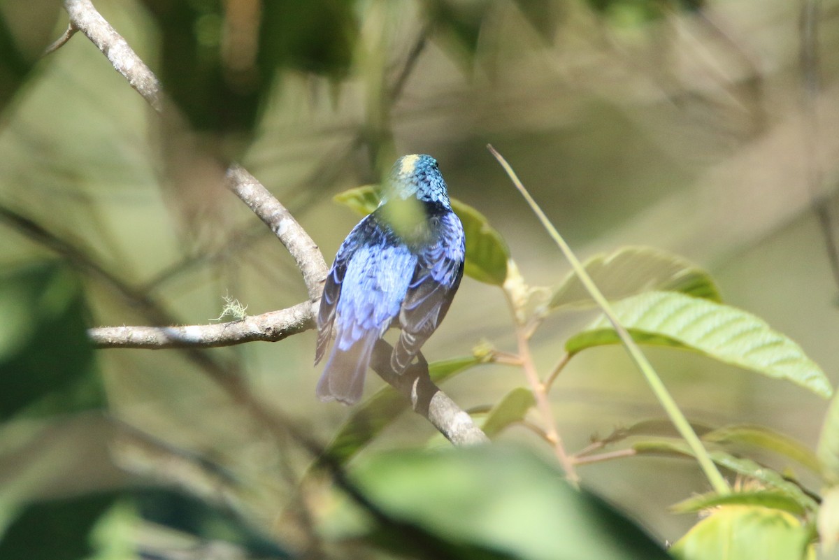 Masked Tanager - ML111123091
