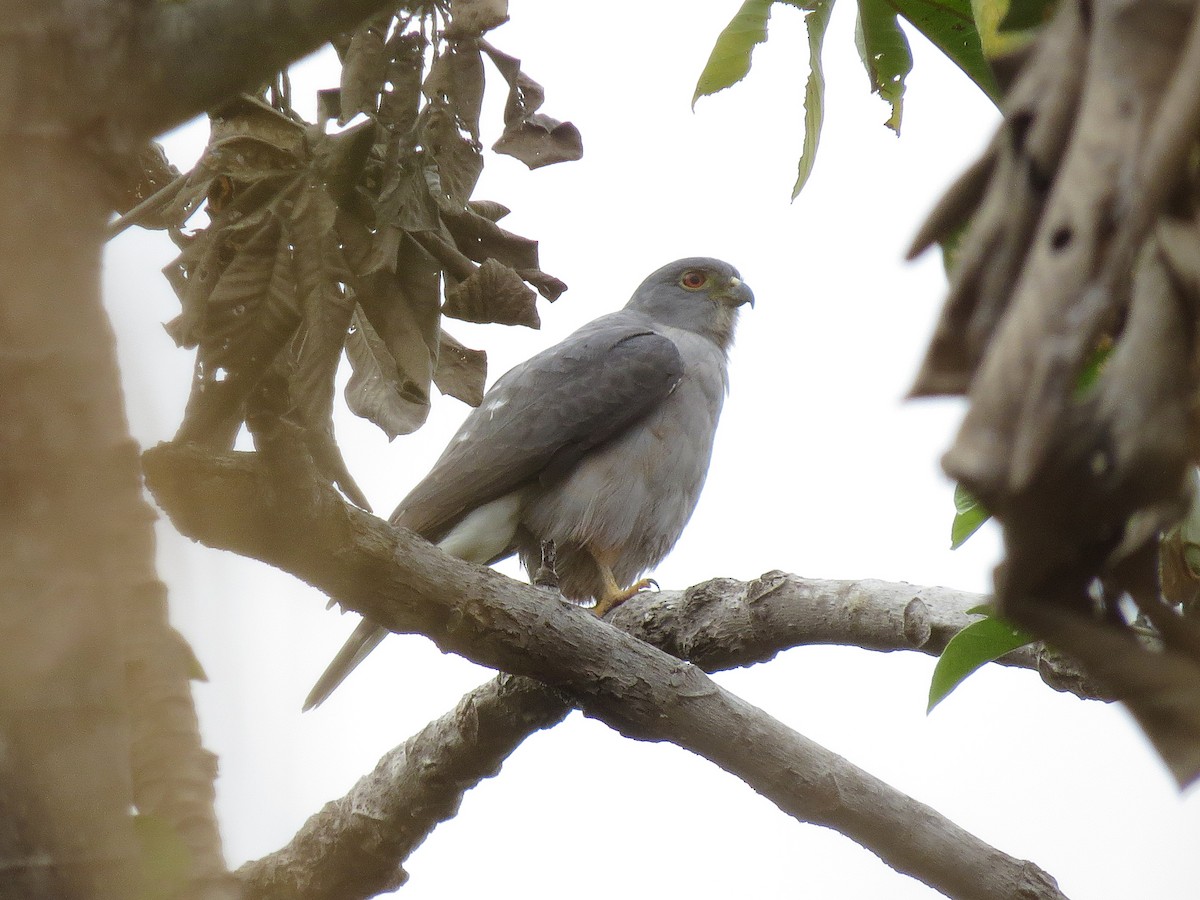 Rufous-thighed Kite - ML111123141