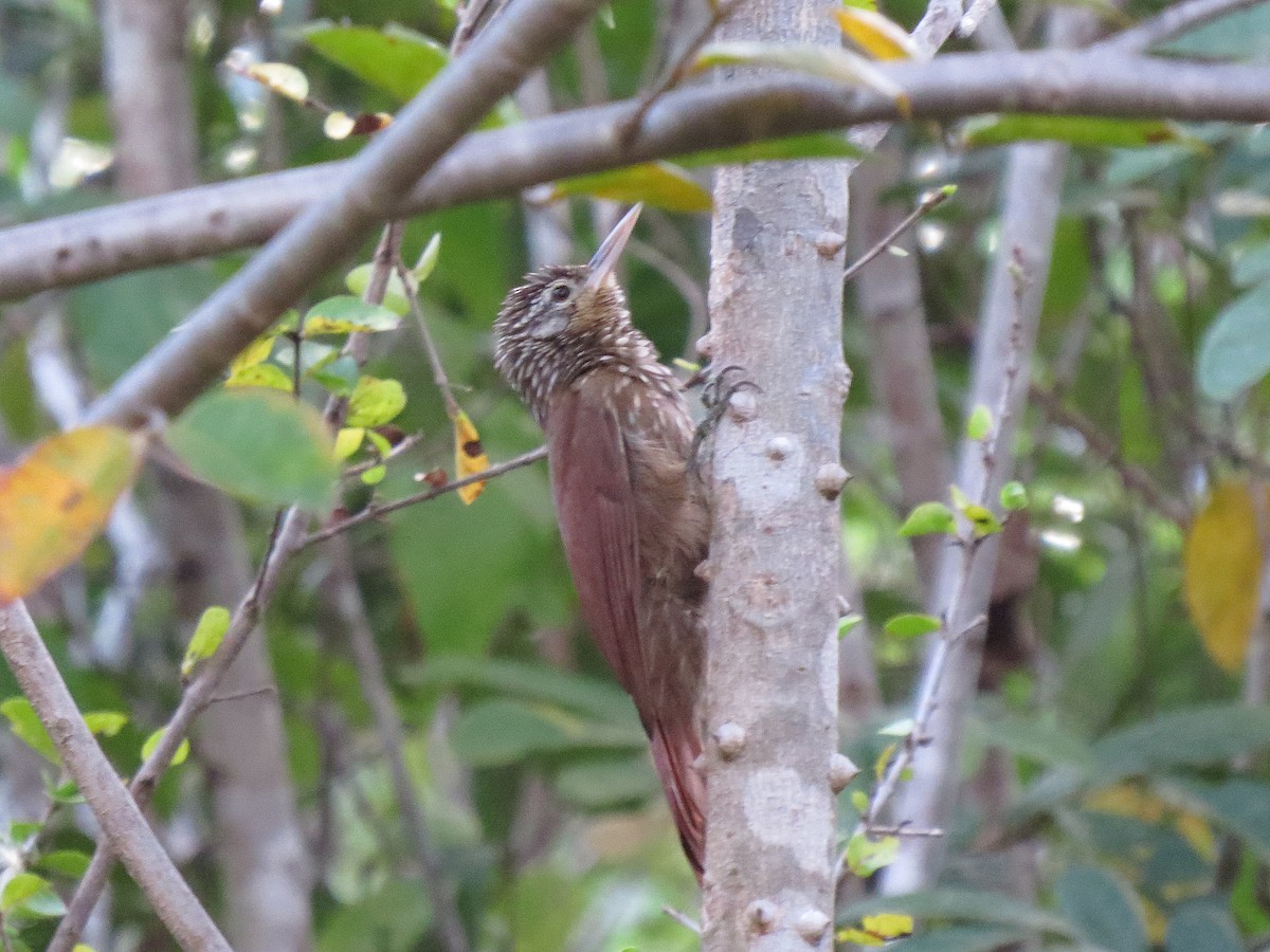 Straight-billed Woodcreeper - ML111123571