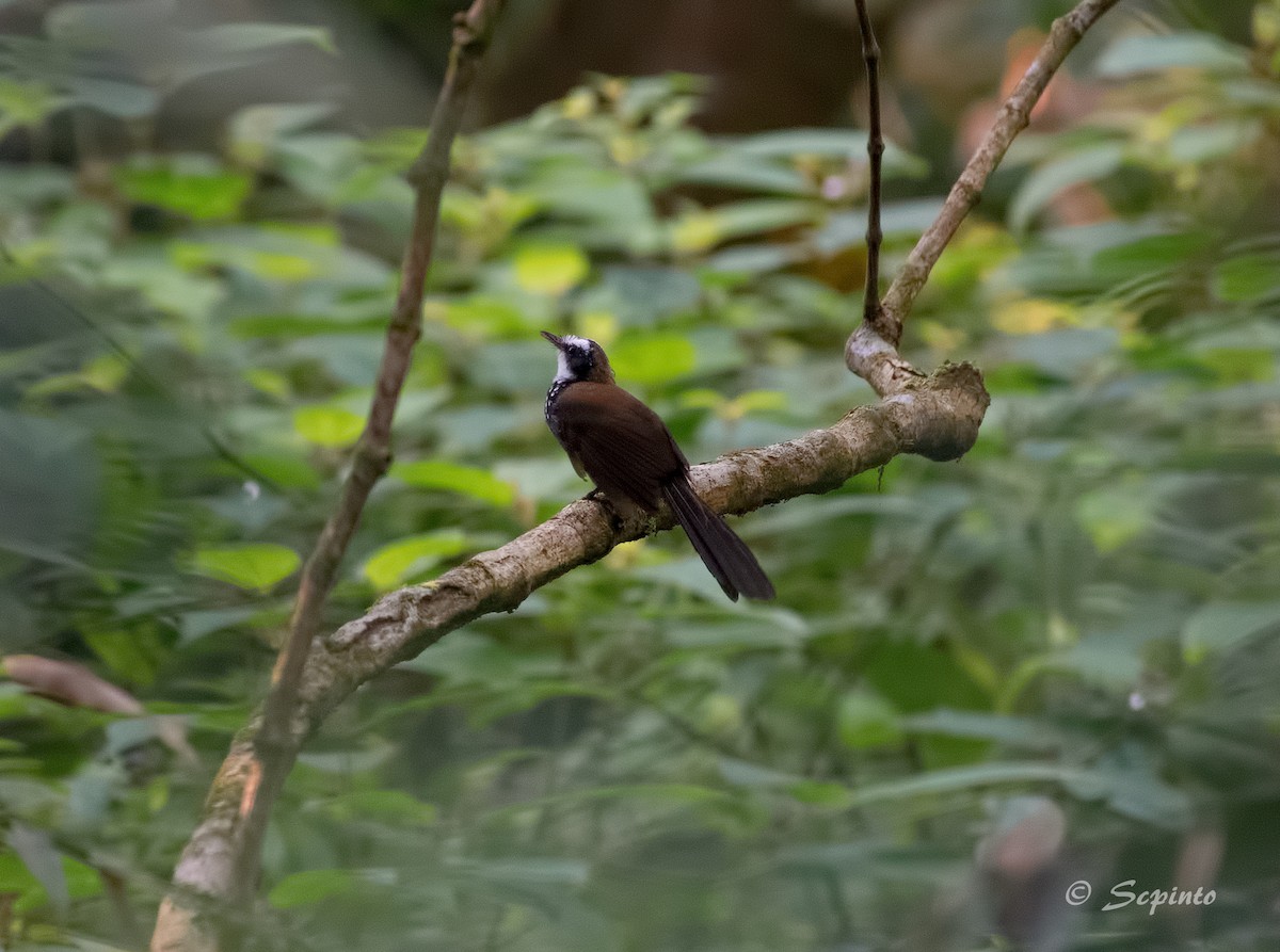 Sooty Thicket-Fantail - ML111123941