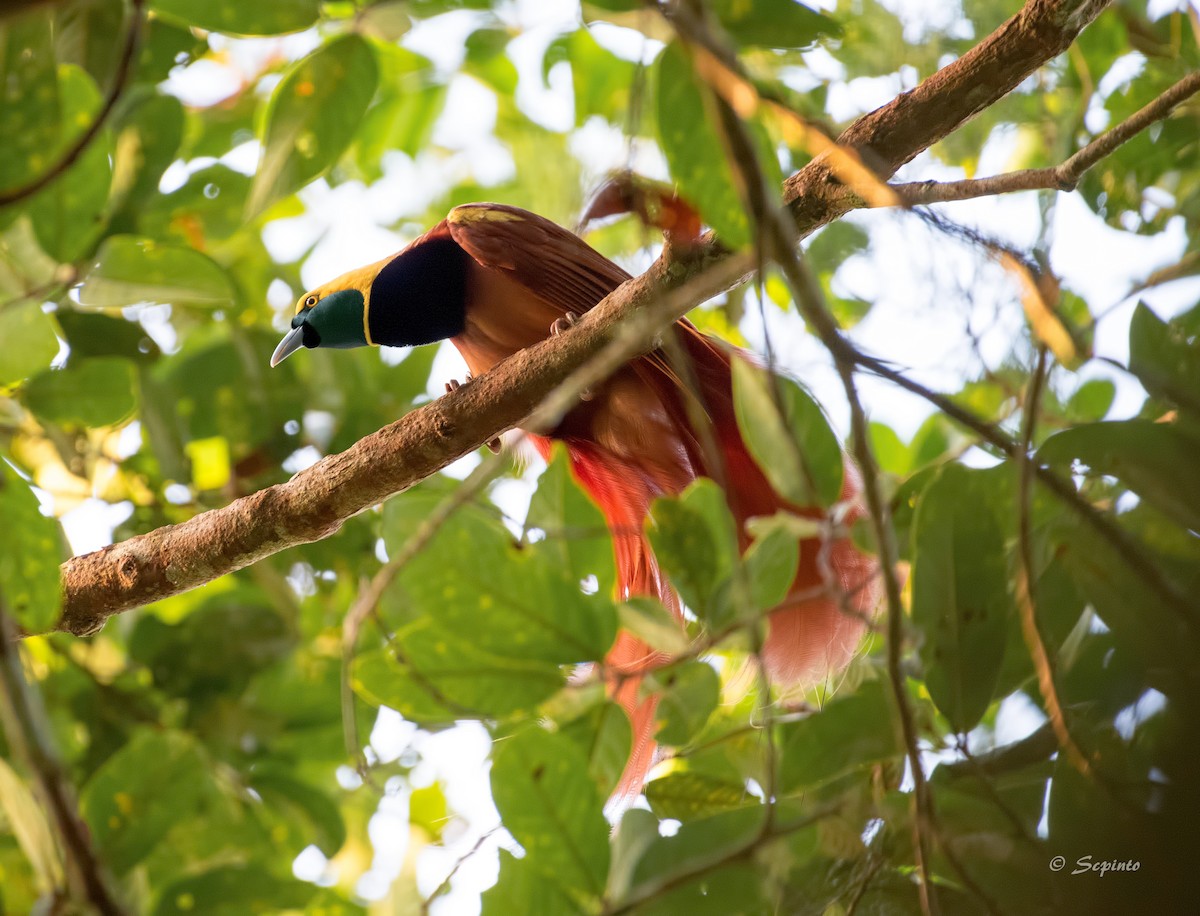 Raggiana Bird-of-Paradise - ML111124031