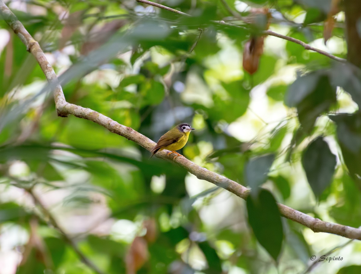 White-faced Robin - Shailesh Pinto