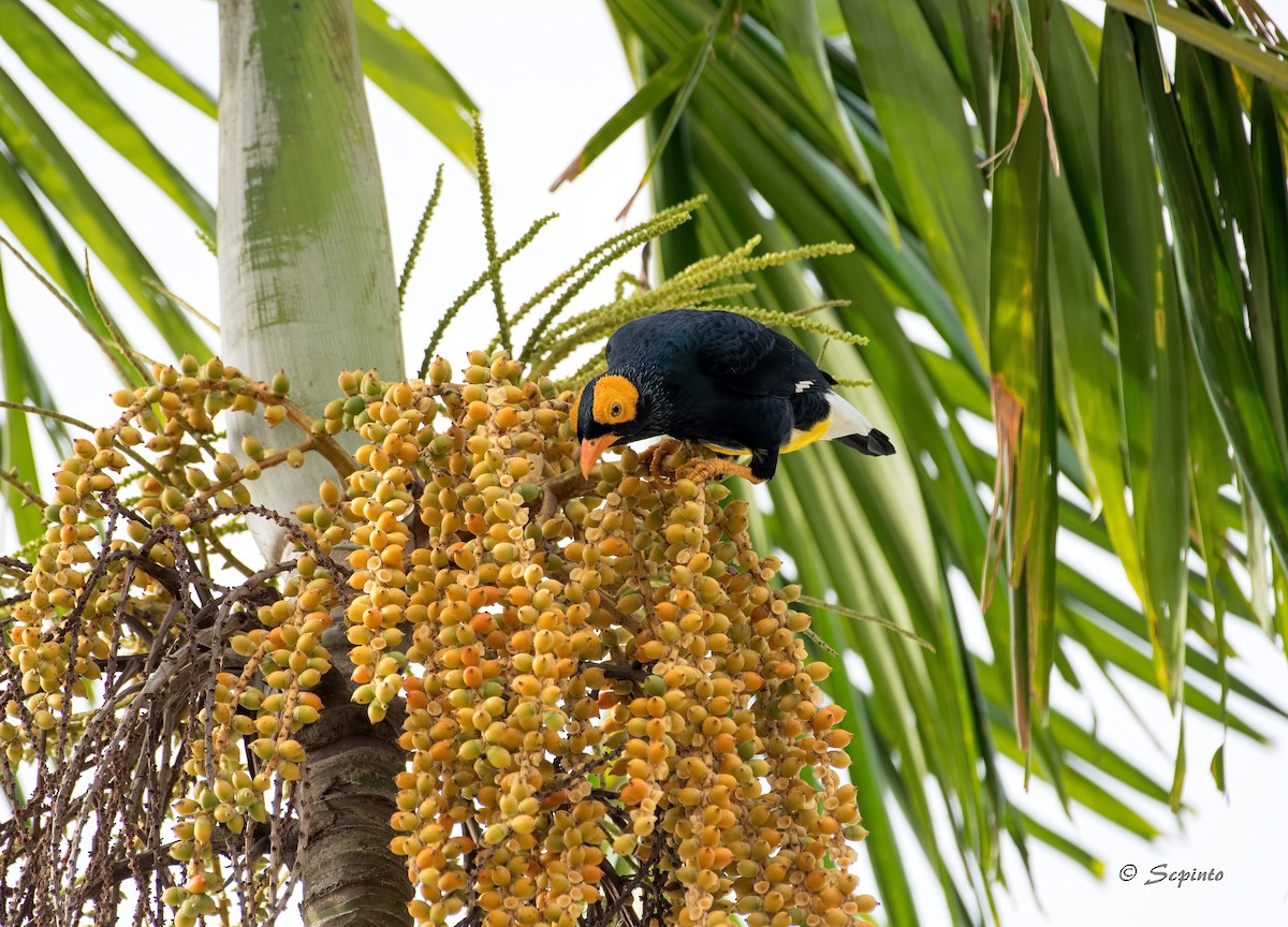 Yellow-faced Myna - ML111124821