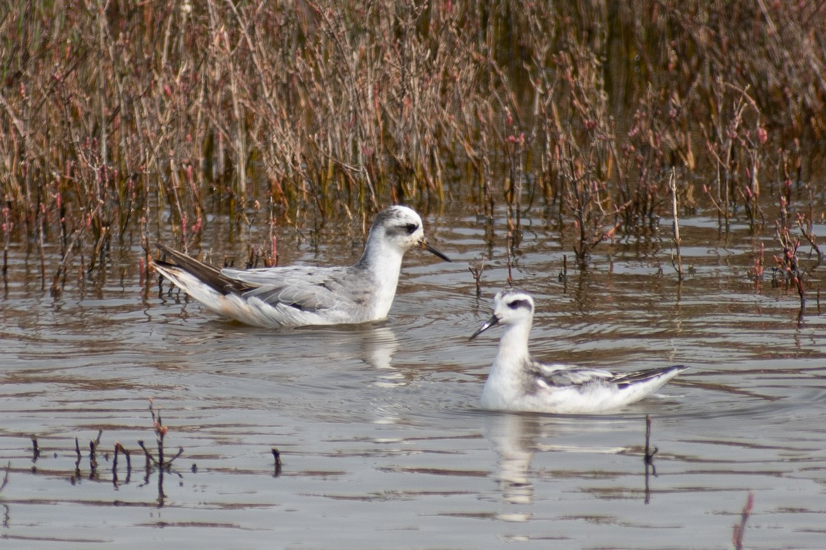 Phalarope à bec large - ML111124851