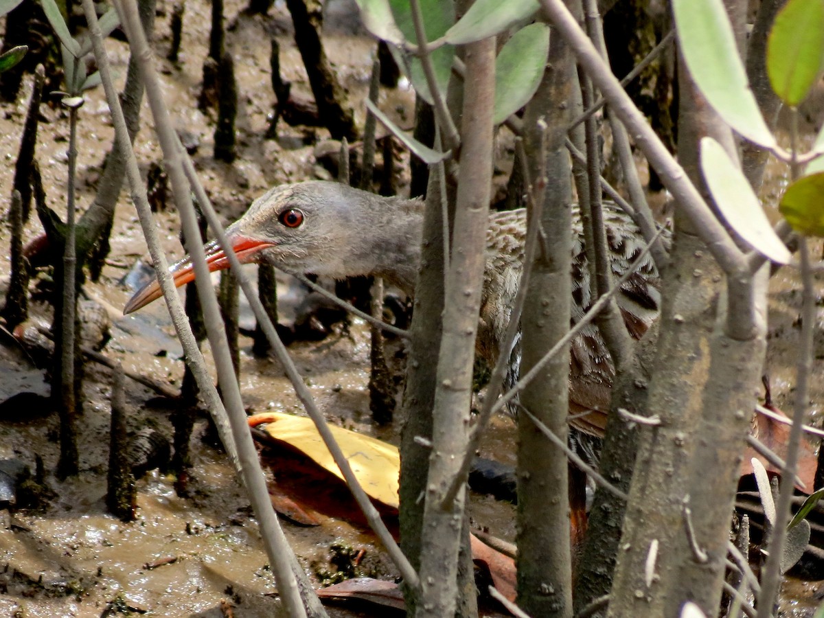 Mangrove Rail (Fonseca) - ML111125221