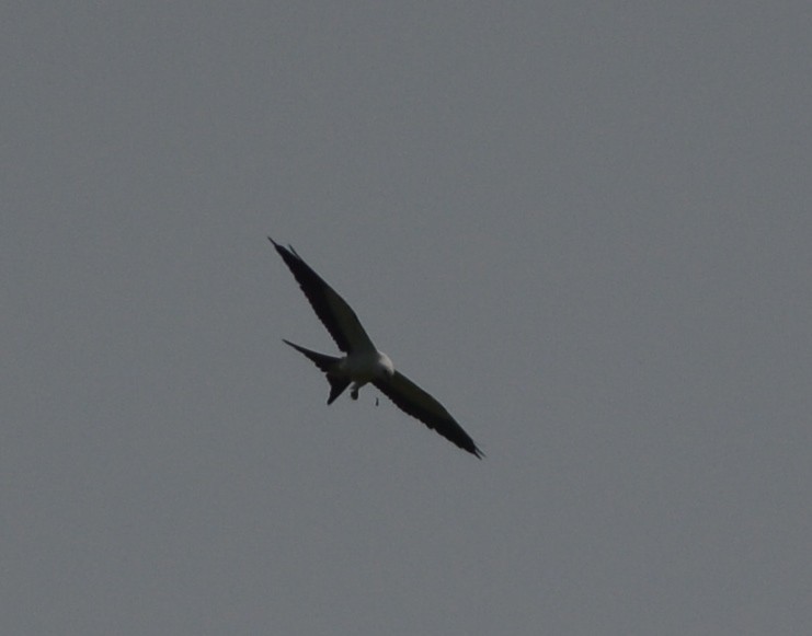 Swallow-tailed Kite - Clive Harris