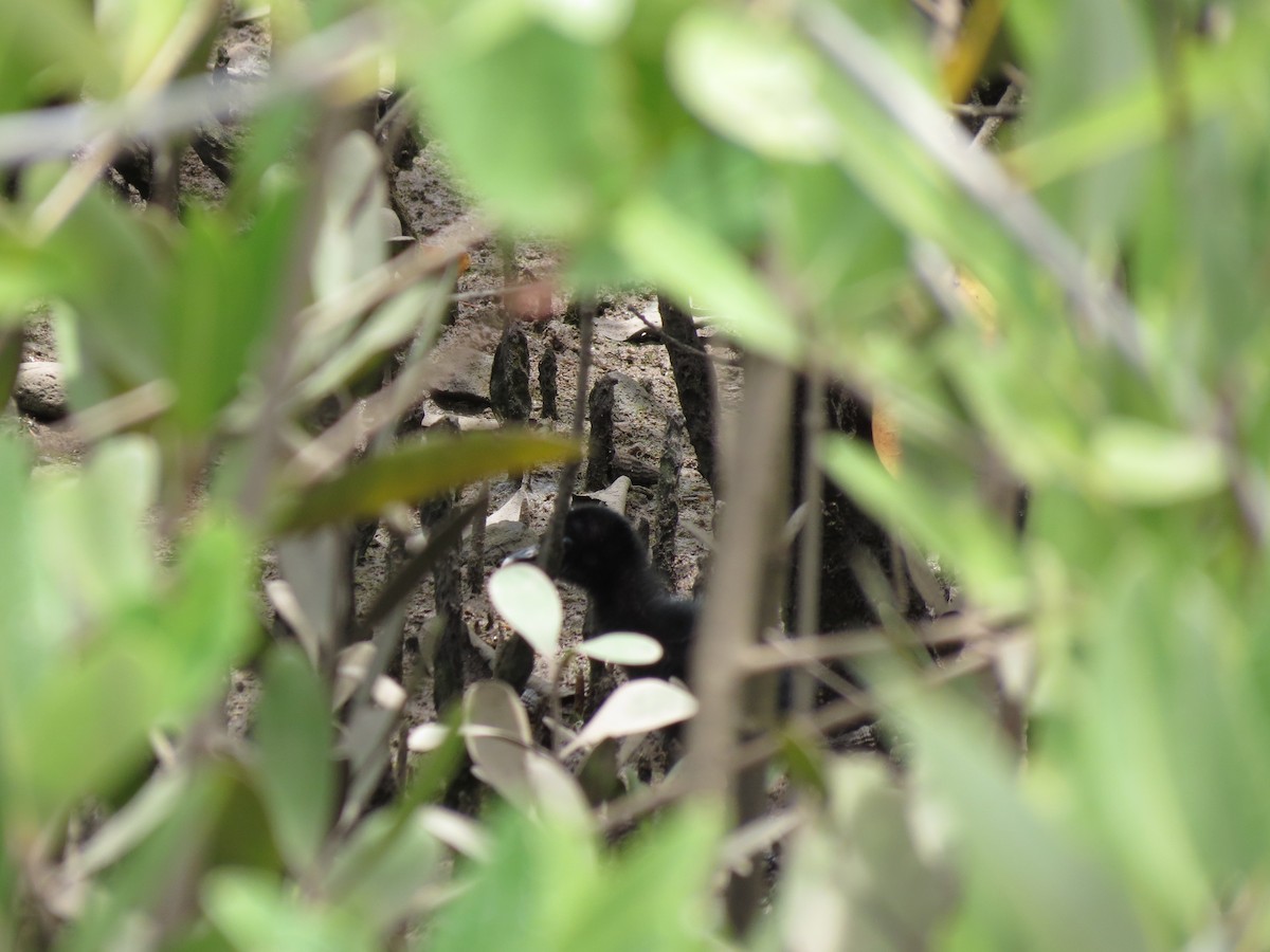 Mangrove Rail (Fonseca) - ML111125511