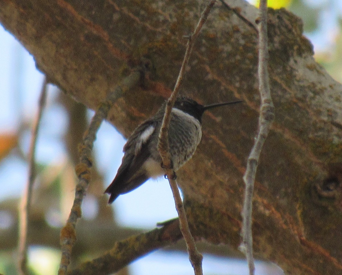 Anna's Hummingbird - Alex Single