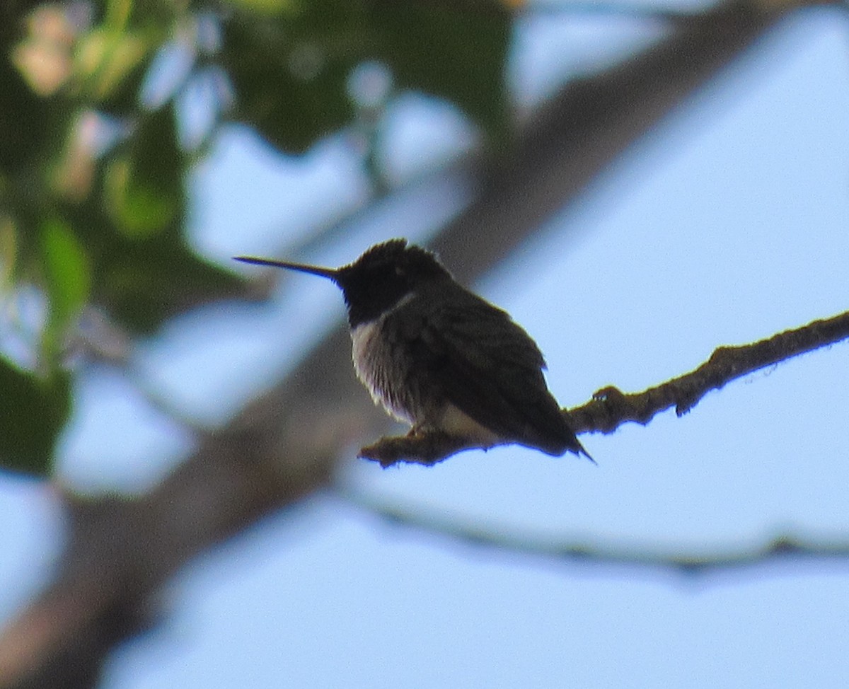 Anna's Hummingbird - ML111129911