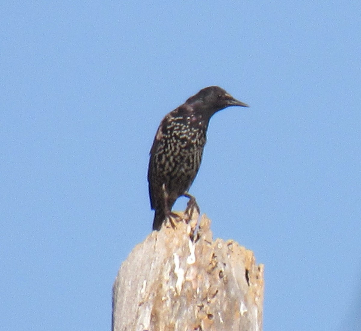 European Starling - ML111129931